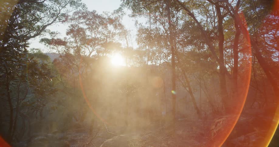 Rising sun shining through a hazy forest creates a camera glare