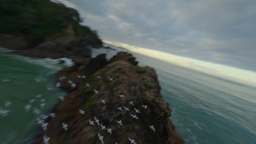 An aerial clip of the sea shore with many seagulls