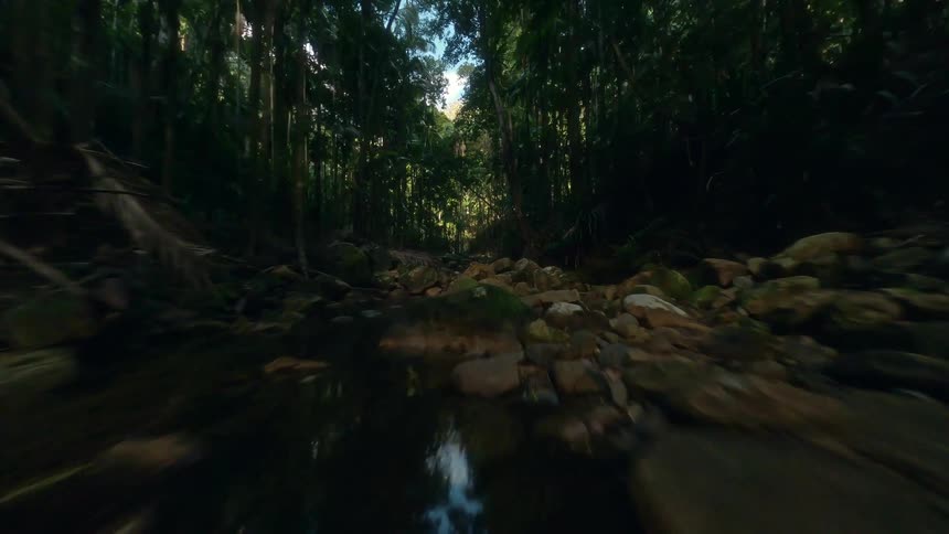 FPV fly through dense greenish forest with palm trees