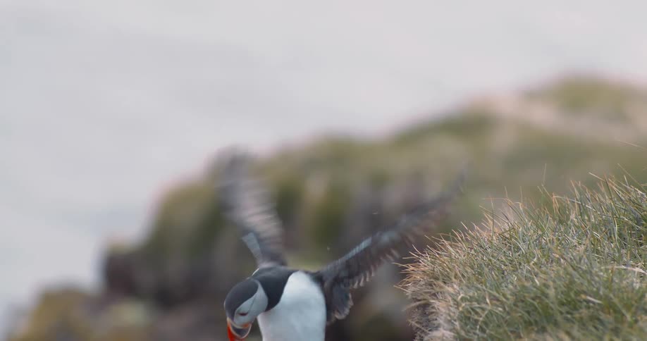 A puffin standing on the edge of a grassy cliff briefly opens its wings before flying away