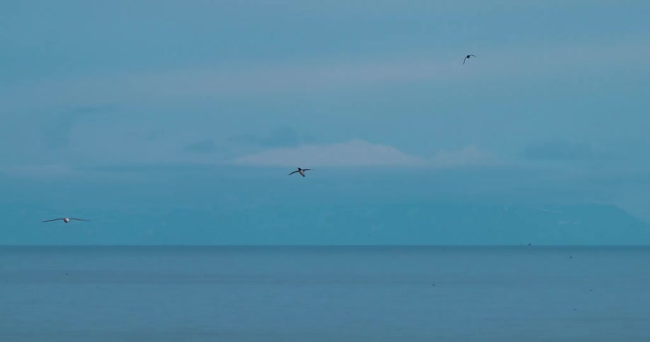A clip of birds flying in the sky