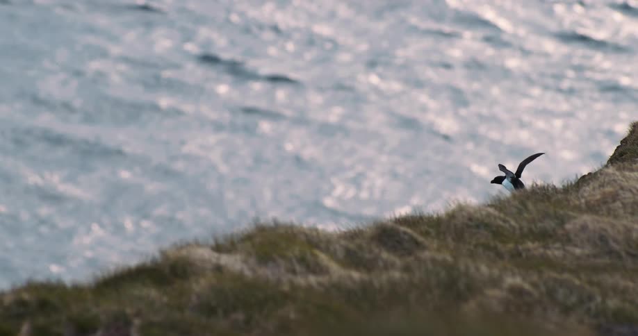 Lone bird perched on a grassy cliff takes flight with the ocean in the background