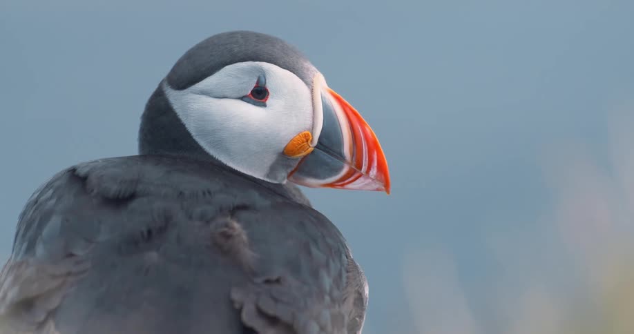 Puffin on the ground looks around on a sunny day