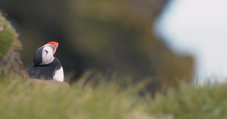 A bird with a colorful beak looks up from the ground and then turns its head down and shakes it