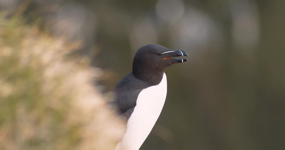Bird with black head white body and distinctive orange beak