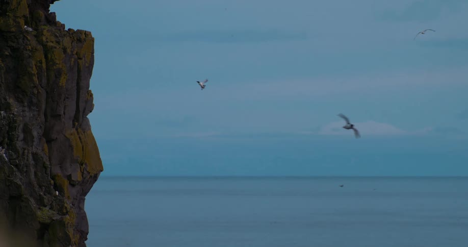 Birds fly around the cliff by the ocean