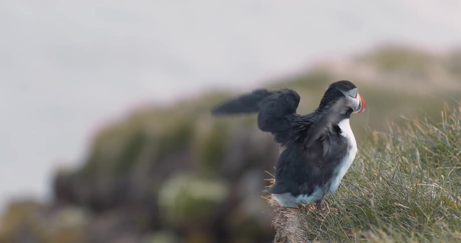 Puffin is standing on a grassy field with a blurred background