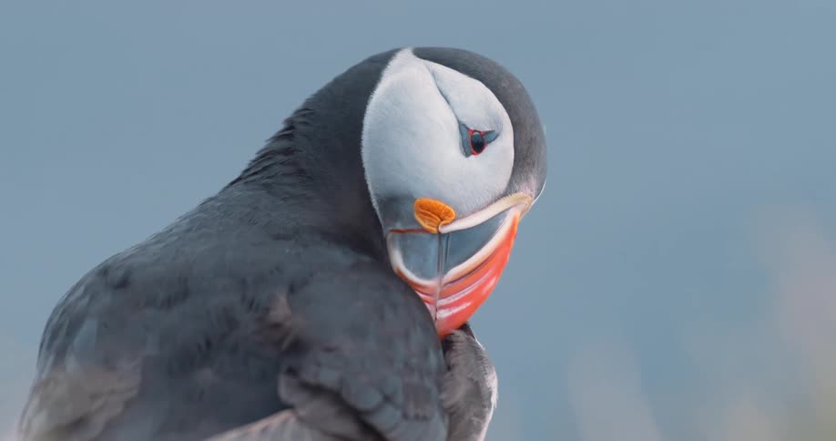 Puffin turns its head to groom its feathers with its colorful beak