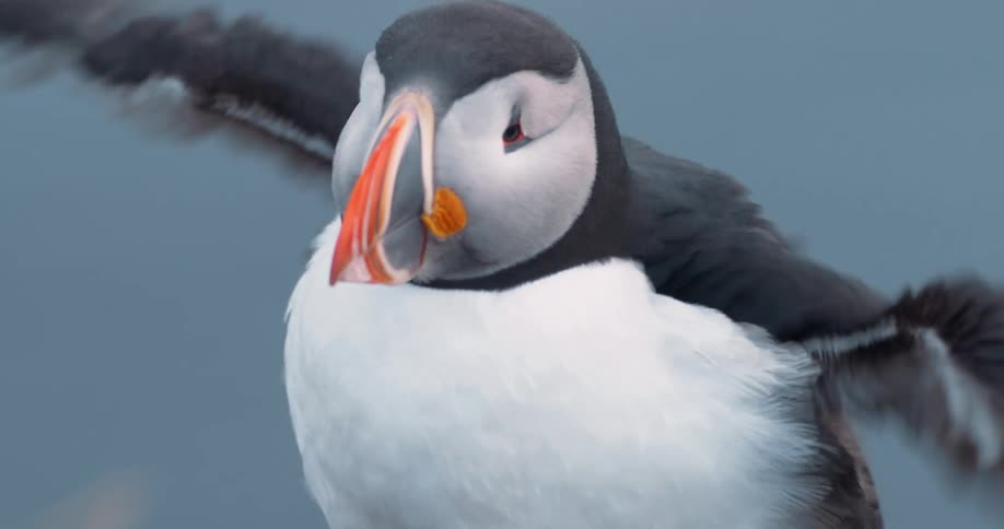 A close up shows a puffin stretching its wings and then looking forward