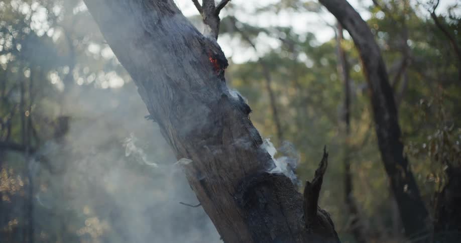 Smoldering tree trunk with a small flame and smoke
