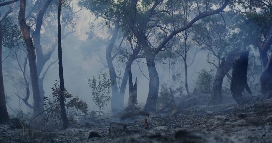 Smoke rises to fill the air and partially obscure charred trees after a forest fire