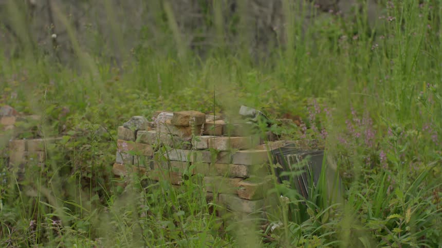 A pile of bricks overgrown with tall grass and weeds