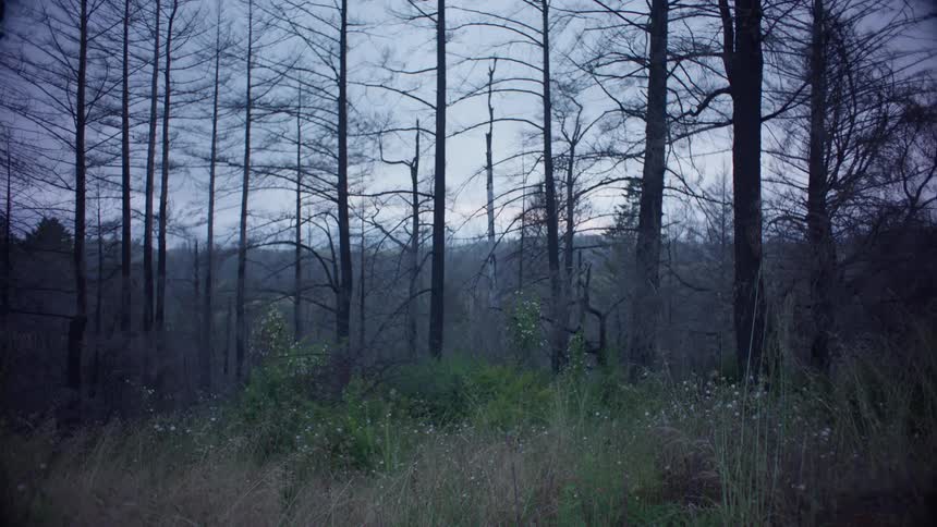 Tall grass in a forest of dry trees