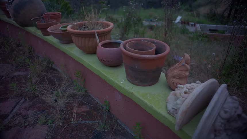 Occupied and unoccupied plant pots sit on a low wall in the garden