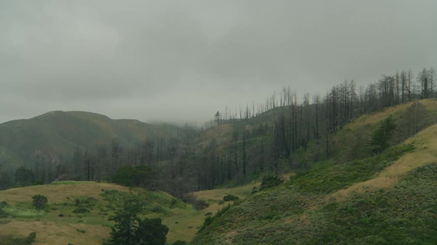 Rolling hills covered in green grass and scattered trees under an overcast sky