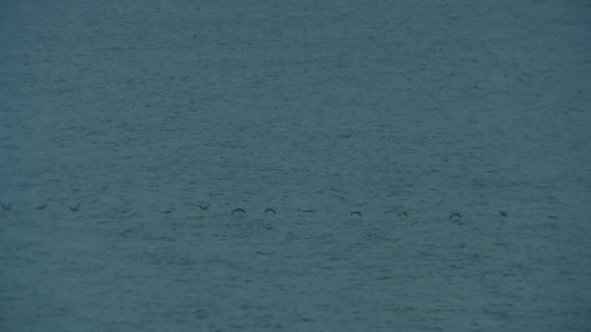 Set of black birds lined up flying above the sea