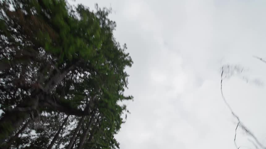 Looking up to a cloudy sky and trees