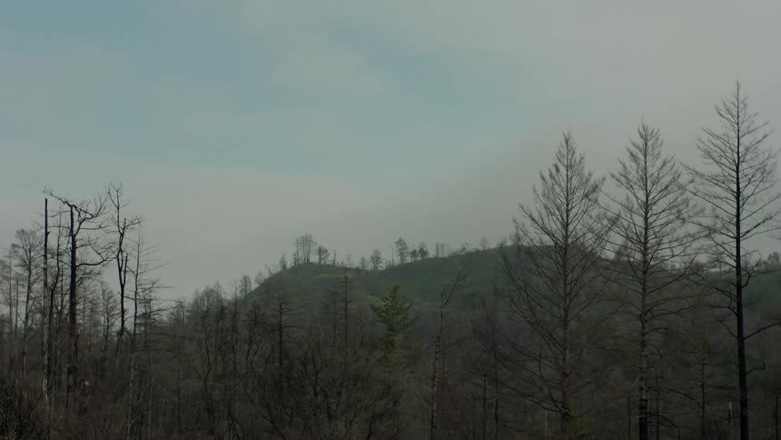 Landscape in a forest and mountains in the background