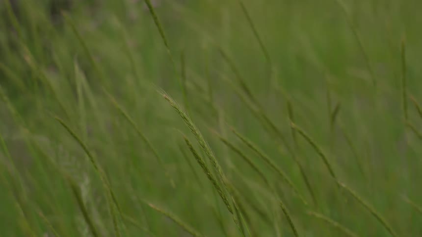 Close of long green grass blades flowing in the wind