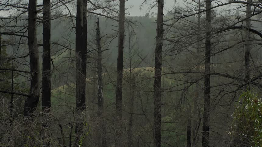 A haunting scene of a burned forest where charred tree trunks stand as silent sentinels against a misty backdrop