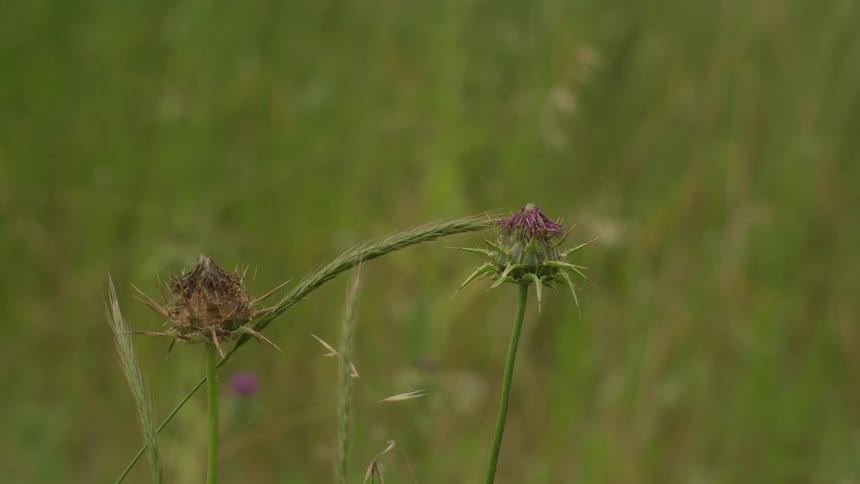 Close up of two flowers in a field with a blurred green background
