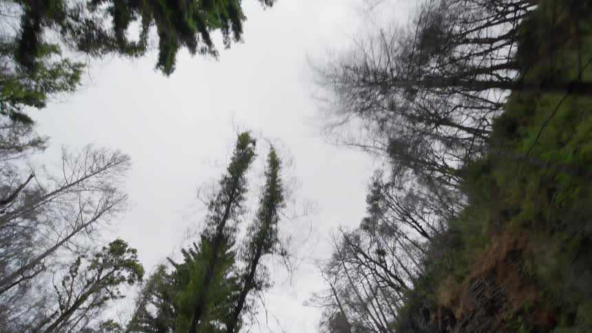 Trees are on the mountains