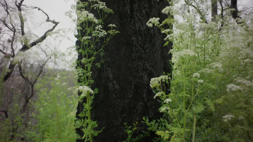 A charred tree trunk stands in a forest surrounded by lush green foliage and white flowers
