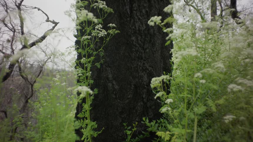 Delicate white flowers bloom against a charred tree trunk a symbol of resilience in the face of destruction