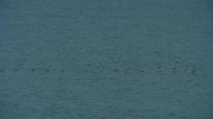 A flock of birds fly in a vformation over a calm body of water