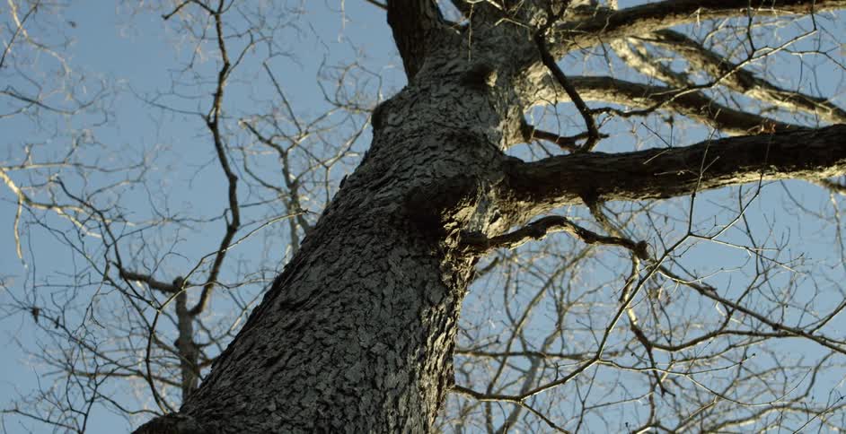 A tall tree has no leaves in a clear sky