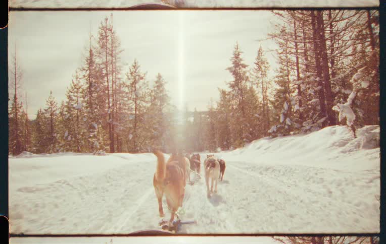 A team of sled dogs pulling a sled through a snowy landscape