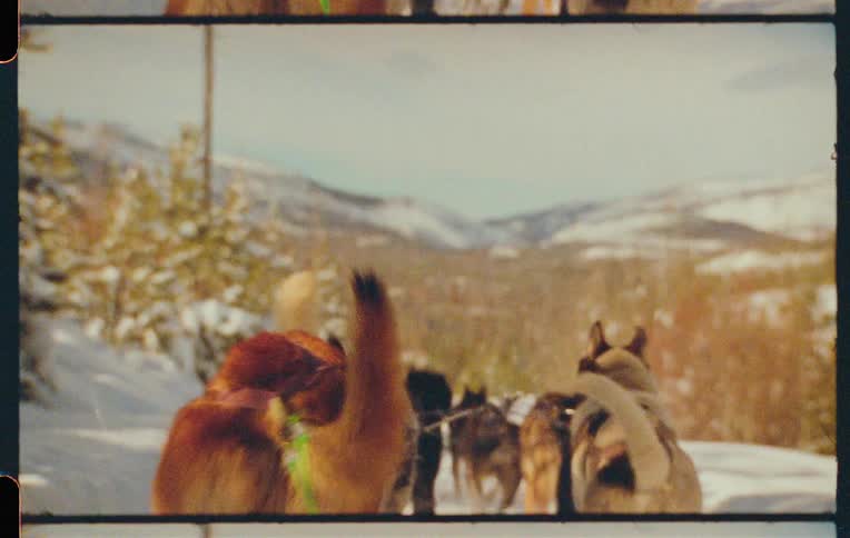 A team of sled dogs pulling a sled through a snowy landscape