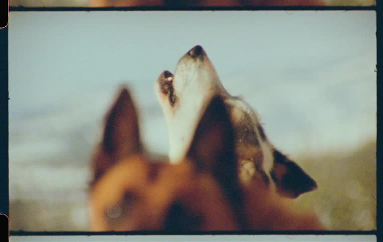 A dog barks while another wags its tail