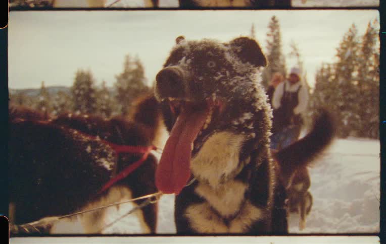 A sled dog with snow on its head pants with its tongue out in the snow