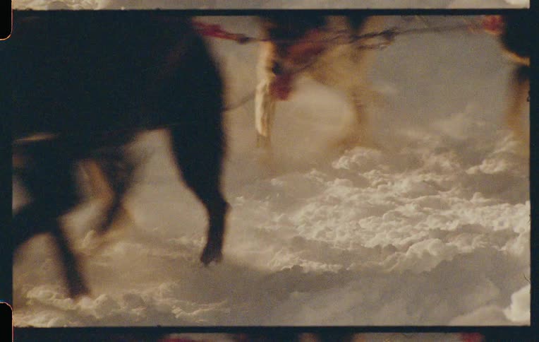 Snow dogs connected by ropes running and pulling a sled