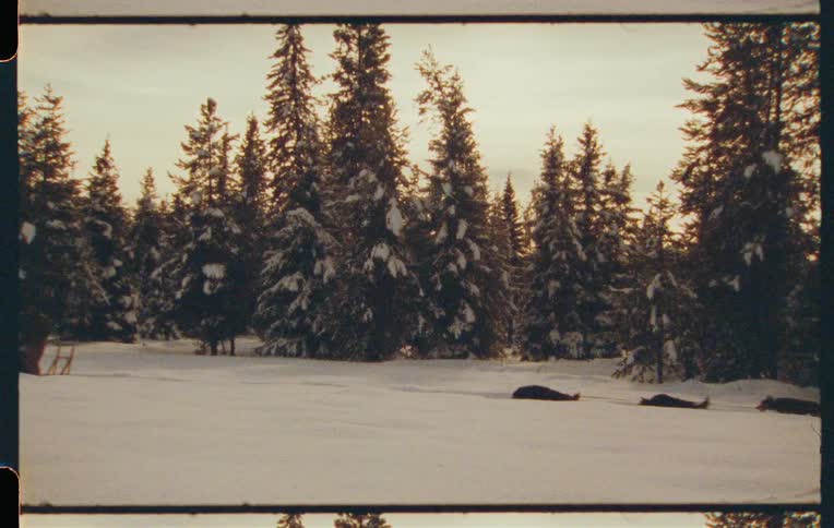 Siberian dogs pulling a sled in the snow