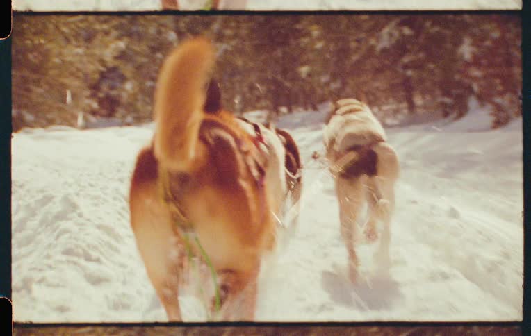 Snow dogs connected by ropes and running in the same direction in a snowy environment with trees around