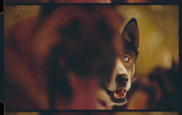 Two out of the multiple dogs harnessed together turn to look backward