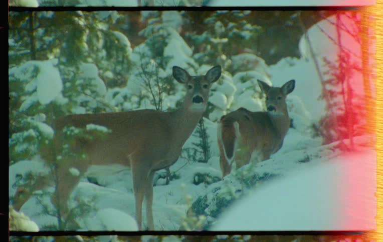 Two deer stand near snow covered conifer trees on a winter day