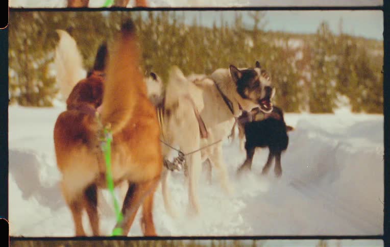Dogs with ropes running in the same direction