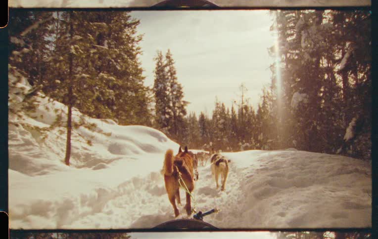A team of sled dogs pulls a sled through a snowy landscape