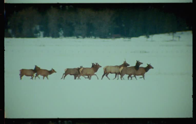 A herd of elk running through a snowy field
