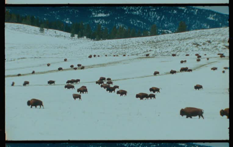A herd of bison roams a snowcovered field with a forested hillside in the background