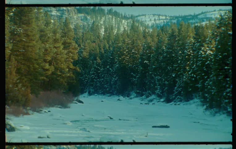 A film clip of a wild forest