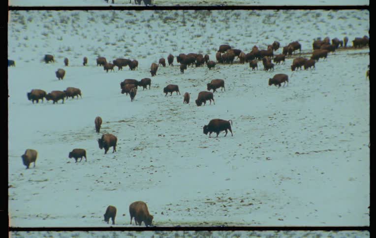 A herd of bison grazes in a snowy field
