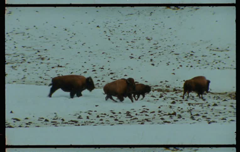 A clip of buffalos