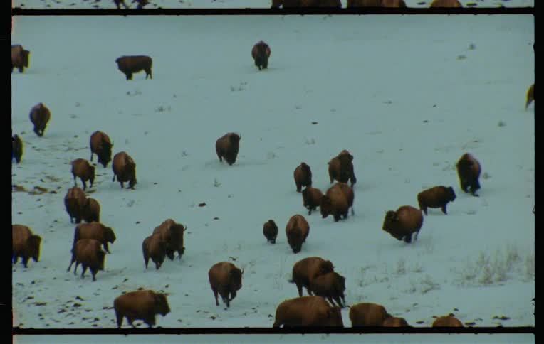 A herd of bison running in a snowy field