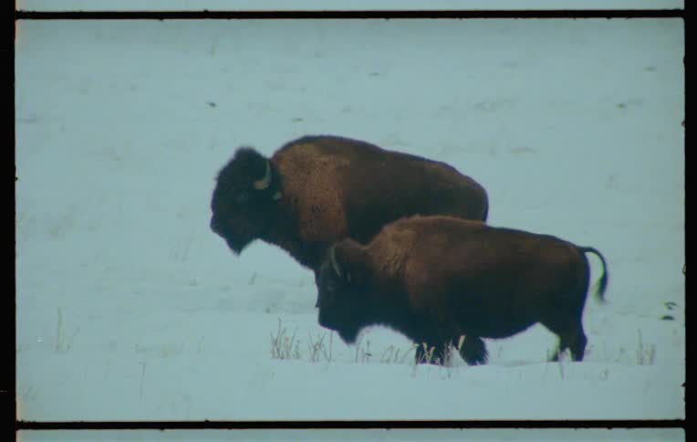 A clip of buffalo out in the snow