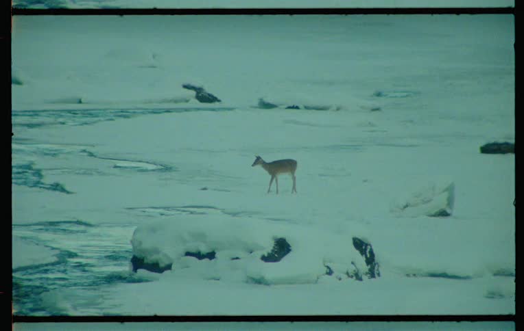 Lone deer in a snowy landscape with patches of ice
