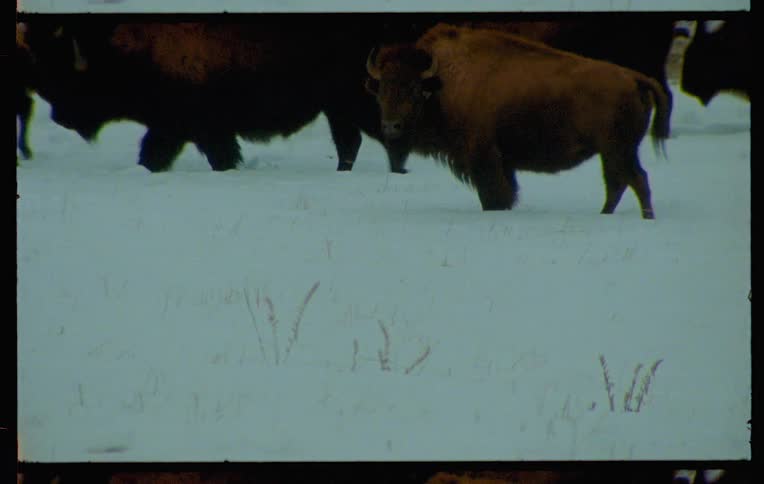 A herd of bison walk across a snow covered grassland